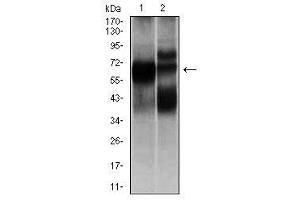 Image no. 2 for anti-Hexosaminidase A (HEXA) antibody (ABIN1498642) (Hexosaminidase A antibody)