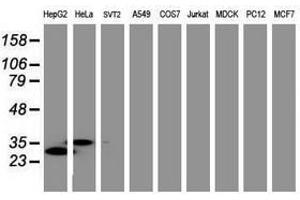Image no. 3 for anti-Jun Proto-Oncogene (JUN) antibody (ABIN1498939) (C-JUN antibody)