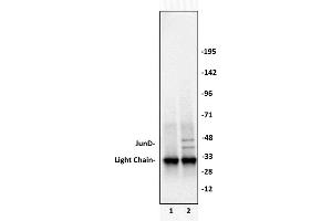 JunD antibody (pAb) tested by Immunoprecipitation. (JunD antibody  (N-Term))