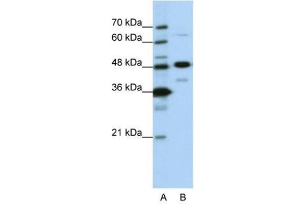 NOL4 antibody  (N-Term)