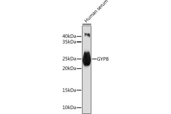 CD235b/GYPB antibody  (AA 1-91)