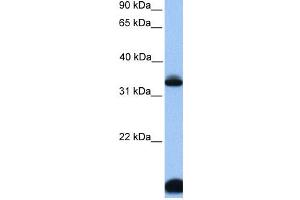 Western Blotting (WB) image for anti-Forkhead Box I3 (FOXI3) antibody (ABIN2459458) (FOXI3 antibody)