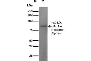 Western Blot analysis of Mouse Brain showing detection of ~60 kDa GABA-A-Receptor-Alpha4 protein using Mouse Anti-GABA-A-Receptor-Alpha4 Monoclonal Antibody, Clone S398A-34 . (GABRA1 antibody  (AA 410-450) (Biotin))