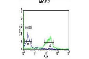 CI091 Antibody (C-term) flow cytometric analysis of MCF-7 cells (right histogram) compared to a negative control cell (left histogram). (C9ORF91 antibody  (C-Term))