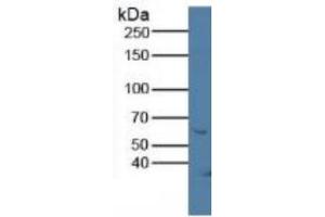 Western Blotting (WB) image for Klotho (KL) ELISA Kit (ABIN6730981)