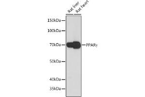 Western blot analysis of extracts of various cell lines, using PPARγ antibody (ABIN7269250) at 1:1000 dilution. (PPARG antibody)