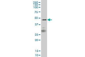 SIRPA monoclonal antibody (M01A), clone 1D10 Western Blot analysis of SIRPA expression in IMR-32 . (SIRPA antibody  (AA 28-507))