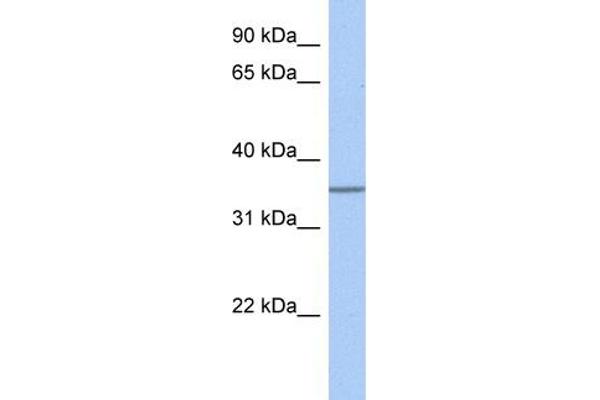GLT6D1 antibody  (Middle Region)