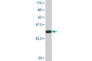 Western Blot detection against Immunogen (35. (NAP1L4 antibody  (AA 1-82))