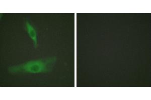 Peptide - +Immunofluorescence analysis of HeLa cells, using ADD1 (Ab-726) antibody (#B0002). (alpha Adducin antibody  (Ser726))