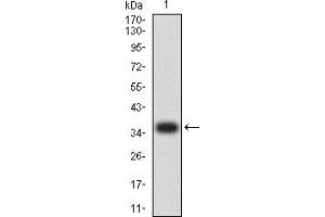 Western blot analysis using CASP9 mAb against human CASP9 (AA: 331-416) recombinant protein. (Caspase 9 anticorps  (AA 331-416))