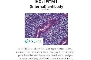 Image no. 2 for anti-Interferon-Induced Transmembrane Protein 1 (IFITM1) (Internal Region) antibody (ABIN1735772) (IFITM1 antibody  (Internal Region))