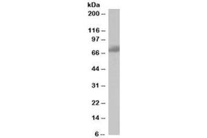 Western blot testing of human brain lysate with SH3BP1 antibody at 1ug/ml. (SH3BP1 antibody)