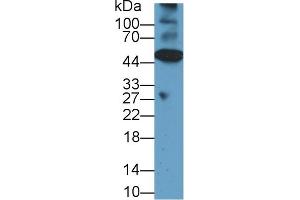 Western blot analysis of Mouse Heart lysate, using Rat CASP12 Antibody (1 µg/ml) and HRP-conjugated Goat Anti-Rabbit antibody ( (Caspase 12 antibody  (AA 1-244))