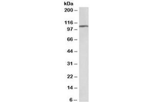 Western blot testing of human frontal cortex lysate with AP2A1 antibody at 0. (alpha Adaptin antibody)