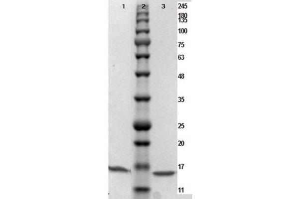 PARP1 Protein (N-Term)