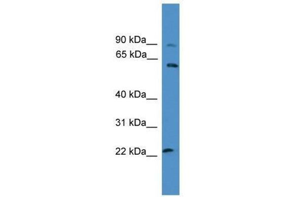 KCNS1 antibody  (N-Term)