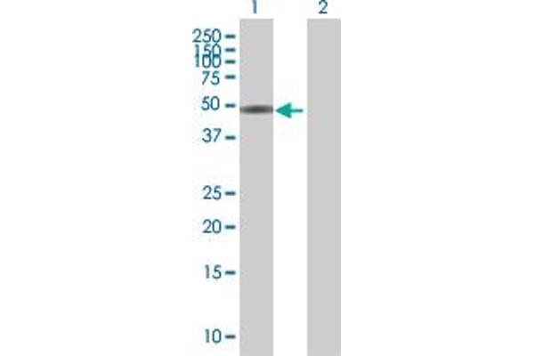 ZBTB25 antibody  (AA 1-435)