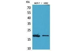 Western Blotting (WB) image for anti-Histone 3 (H3) (Lys27) antibody (ABIN3187932) (Histone 3 antibody  (Lys27))