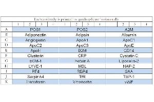 Image no. 1 for Human Serum Abundant Protein Array Q3 (ABIN4956070) (Human Serum Abundant Protein Array Q3)