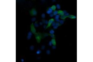 Image no. 1 for anti-Mitogen-Activated Protein Kinase 13 (MAPK13) antibody (ABIN1499956) (MAPK13 antibody)