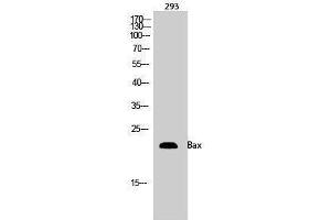 Western Blotting (WB) image for anti-BCL2-Associated X Protein (BAX) (Internal Region) antibody (ABIN3183484) (BAX antibody  (Internal Region))