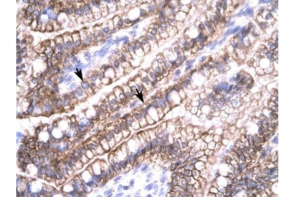 CLDN8 antibody  (C-Term)