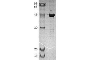 Validation with Western Blot (ASS1 Protein (Transcript Variant 1) (His tag))