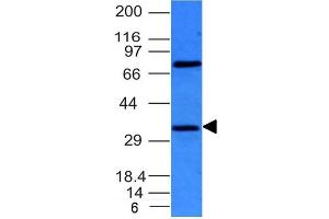 Western Blot of HepG2 cell lysate using BCL10 Mouse Monoclonal Antibody (BL10/411). (BCL10 antibody  (AA 122-168))