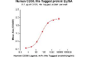 TNFRSF8 Protein (AA 19-379) (His tag)