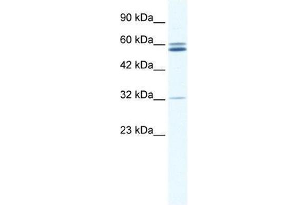 ZNF491 antibody  (N-Term)