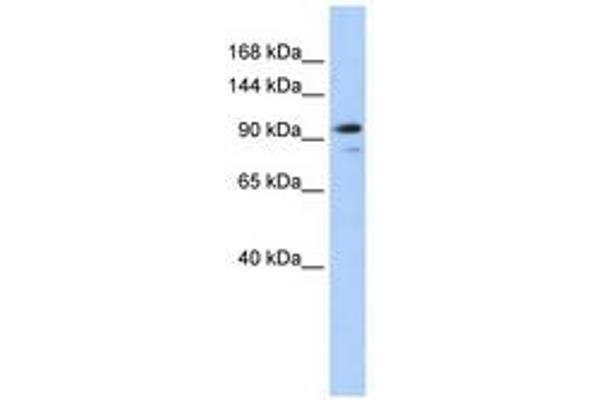 AMOTL1 antibody  (AA 144-193)