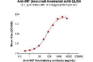 ELISA plate pre-coated by 2 μg/mL (100 μL/well) Human MIF Protein, hFc Tag (ABIN7092690, ABIN7272330 and ABIN7272331) can bind Anti-MIF Neutralizing antibody (ABIN7477997 and ABIN7490934) in a linear range of 3. (Recombinant MIF (Imalumab Biosimilar) antibody)