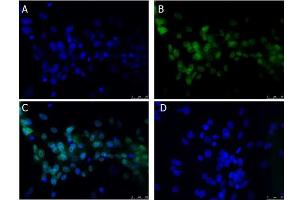 Immunofluorescence (IF) image for anti-B-Cell CLL/lymphoma 3 (BCL3) (C-Term) antibody (ABIN6655290)