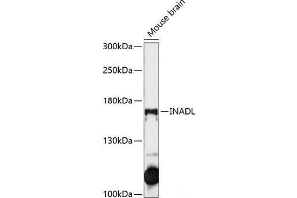 PATJ antibody