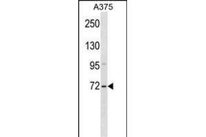 ZSWIM2 Antibody (C-term) (ABIN1537329 and ABIN2849971) western blot analysis in  cell line lysates (35 μg/lane). (ZSWIM2 antibody  (C-Term))