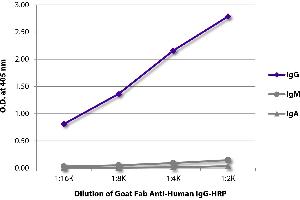 ELISA plate was coated with purified human IgG, IgM, and IgA. (Goat anti-Human IgG (Heavy Chain) Antibody (HRP))