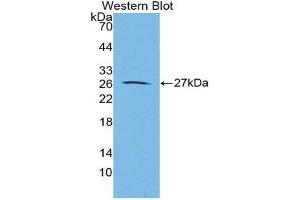 Western Blotting (WB) image for anti-Aggrecan (ACAN) (AA 2162-2316) antibody (ABIN1857937) (Aggrecan antibody  (AA 2162-2316))