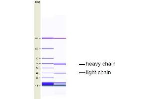 CGE analysis of purified EQ-8D11-C1 monoclonal antibody. (CD34 antibody  (Extracellular Domain))