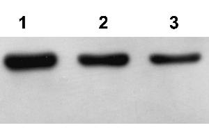 Western Blot analysis of Arabidopsis thaliana lysate using Plant Actin Antibody. (Actin antibody)