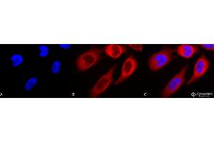 Immunocytochemistry/Immunofluorescence analysis using Rabbit Anti-Hsp90 beta Polyclonal Antibody . (HSP90AB1 antibody  (Alkaline Phosphatase (AP)))