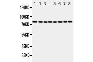 Lane 8: MCF-7 Cell Lysate (POR antibody  (C-Term))