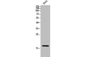 Western Blot analysis of k562 cells using JTB Polyclonal Antibody (JTB antibody  (N-Term))