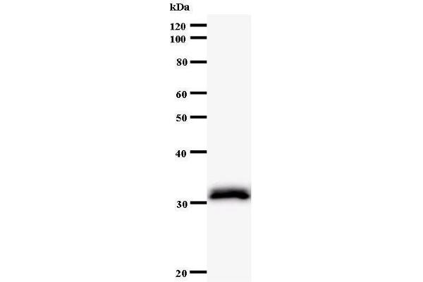 LSM10 antibody