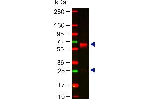 Lane 1: Human IgA. (Rabbit anti-Human IgA (Chain alpha), (Heavy Chain) Antibody)