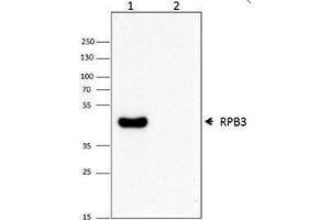 Western Blotting (WB) image for anti-RNA Polymerase II 33kD Subunit (RPII33) antibody (ABIN2656681) (RPII33 antibody)