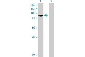 Western Blot analysis of GSN expression in transfected 293T cell line by GSN MaxPab polyclonal antibody. (Gelsolin antibody  (AA 1-782))