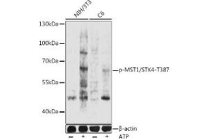 Western blot analysis of extracts of NIH/3T3 and C6 cells, using phospho-MST1/STK4-T387 pAb (ABIN7270228) at 1:1000 dilution. (STK4 antibody  (pThr387))