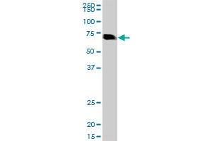 NR1D1 monoclonal antibody (M17), clone 3G5. (NR1D1 antibody  (AA 233-322))