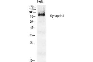 Western Blot analysis of various cells using Synapsin I Polyclonal Antibody diluted at 1:1000. (SYN1 antibody)